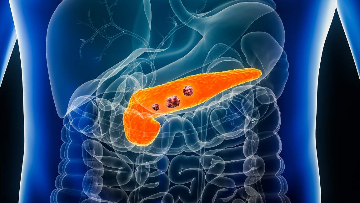 胰腺.jpg